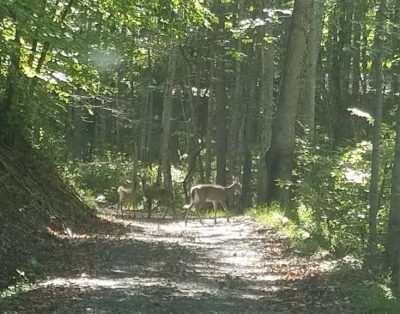 Sugar Tree Lodge – Secluded Cabin near West Jefferson, Boone and Blowing Rock