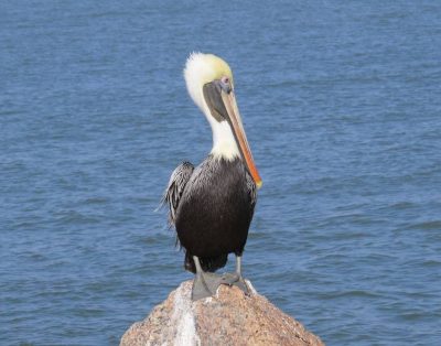 YOUR Port Aransas Beach Vacation Starts HERE!