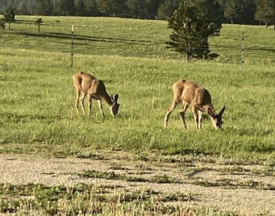 Serene country setting with views of the Black Hills.