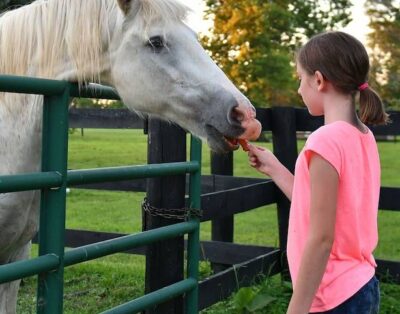 Thoroughbred Horse Farm