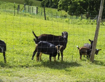 Mayhew Farms Cottage – Breathtaking Mt. Views Overlooking Pond & Horses