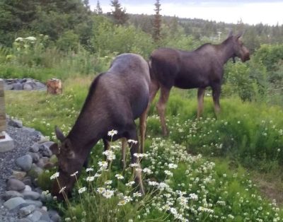 Pet Friendly-Magnificent View