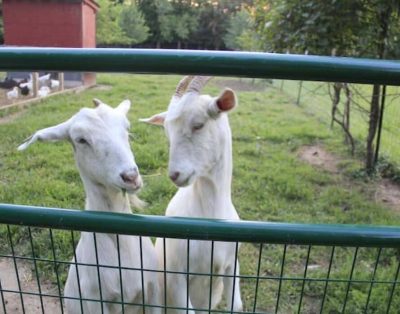 Peaceful Urban Farmstay