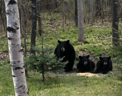 Bearadise On the Thornapple River