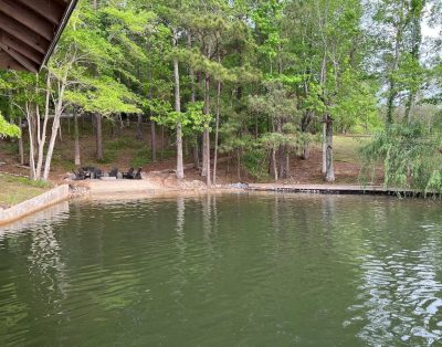 Mid-lake spacious cottage