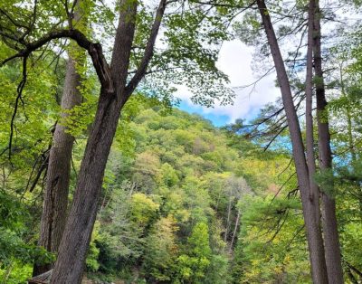 Water Front Cottage on Pine Creek Gorge and Rail to Trails!